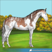 Horse Color:Powder White White Spotted Bay Splash 