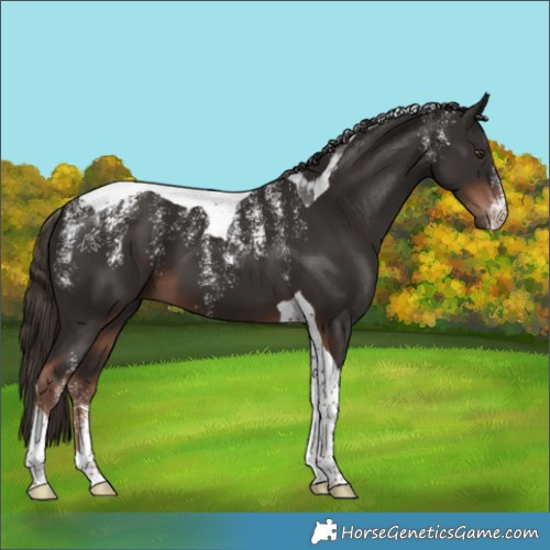 Horse Color:Powder White Liver Chestnut Tobiano 
