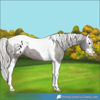 Horse Color:White Spotted Silver Brown Splash Tobiano Varnish 
