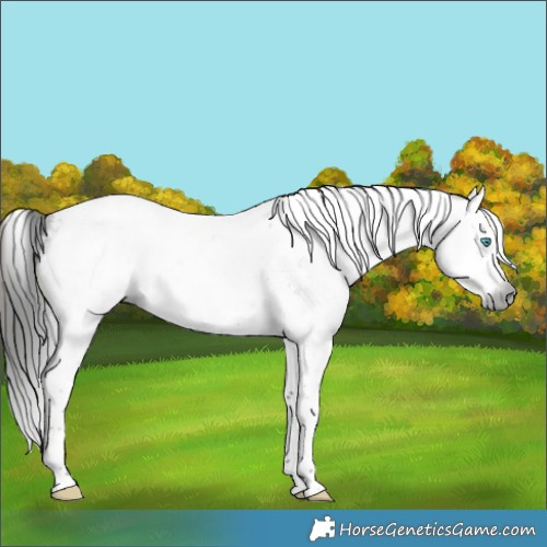 Horse Color:Gray White Spotted Brown Splash Tobiano 