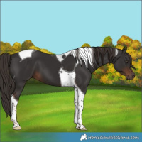 Horse Color:Liver Chestnut Tobiano 