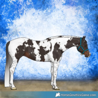 Horse Color:White Spotted Liver Chestnut Tobiano 