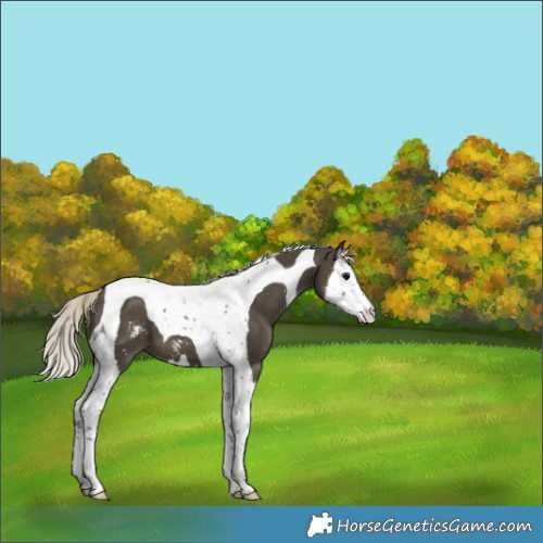 Horse Color:Silver Smoky Black Sabino Splash Tobiano 