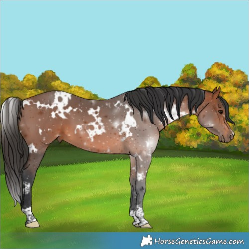 Horse Color:White Spotted Bay 