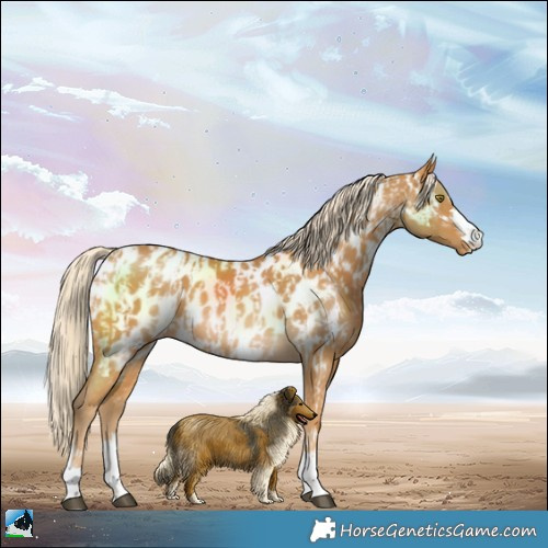 Horse Color:Palomino Near Leopard and Palomino Near Leopard