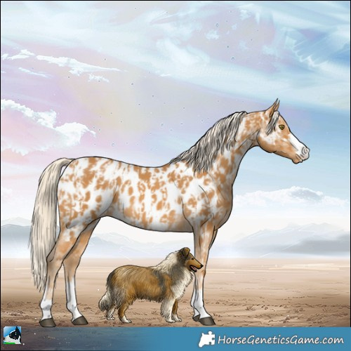 Horse Color:Palomino Appaloosa  and Palomino Appaloosa 