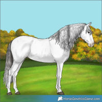 Horse Color:White Spotted Blue Roan Splash Frame Appaloosa