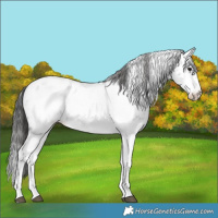 Horse Color:White Spotted Blue Roan Splash Frame Appaloosa