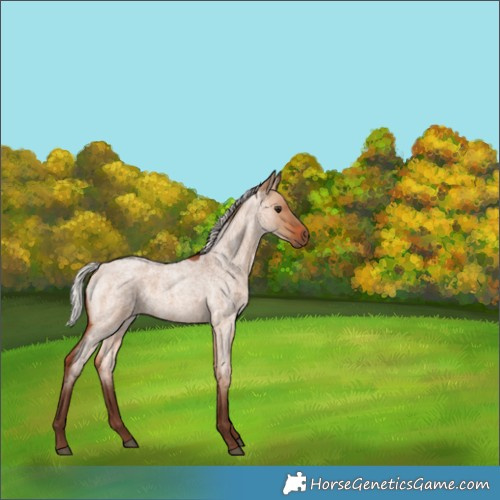 Horse Color:Silver Bay Roan Dun 