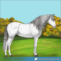 Horse Color:White Spotted Blue Roan Splash Frame Appaloosa 