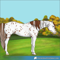 Horse Color:White Spotted Chestnut Splash Appaloosa 