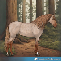 Horse Color:Red Dun Roan 