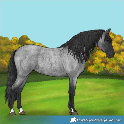 Horse Color:Blue Roan
