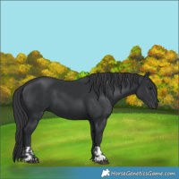 Horse Color:Black  and Black 