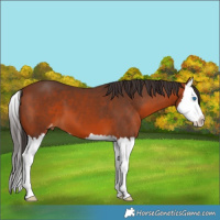 Horse Color:Bay Splash Appaloosa 