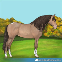 Horse Color:Amber Champagne Tobiano Rabicano 
