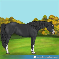 Horse Color:Black  and Black 
