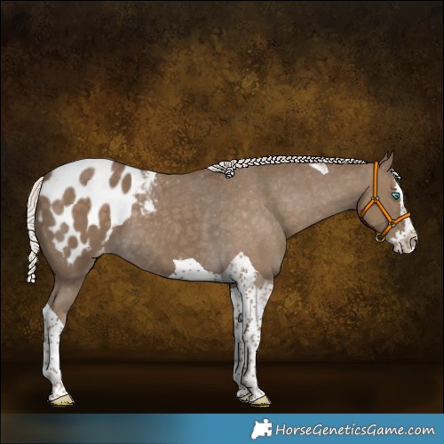 Horse Color:Silver Smoky Black Splash Tobiano Blanket 