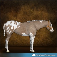 Horse Color:Silver Smoky Black Splash Tobiano Blanket