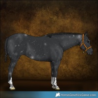 Horse Color:Black Tobiano 