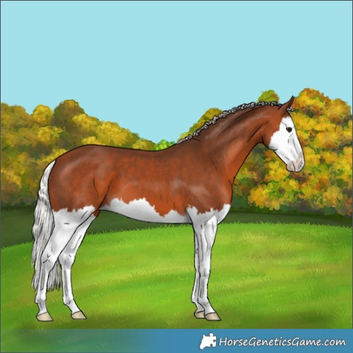 Horse Color:Silver Brown Splash Appaloosa 