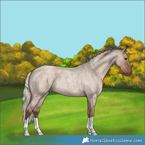 Horse Color:Silver Grullo Roan 