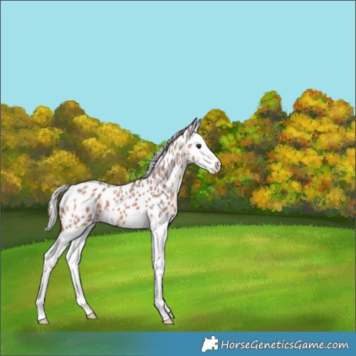 Horse Color:Silver Brown Roan Splash Appaloosa 