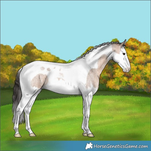 Horse Color:Brown Ice Roan Dun Splash Tobiano 