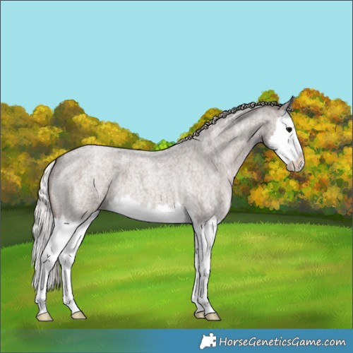 Horse Color:Silver Blue Ice Roan Splash 