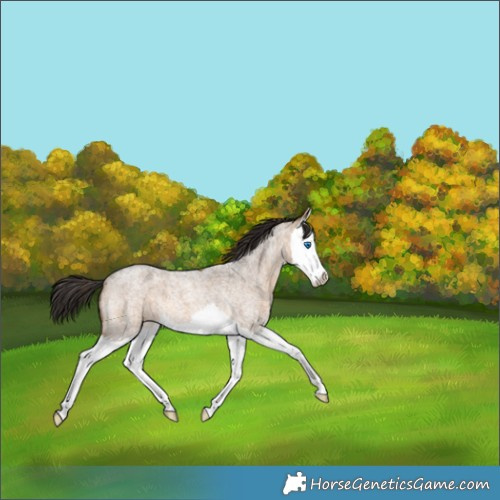 Horse Color:Brown Roan Dun Splash 