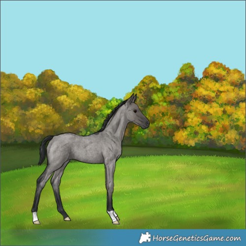 Horse Color:Grullo Roan 