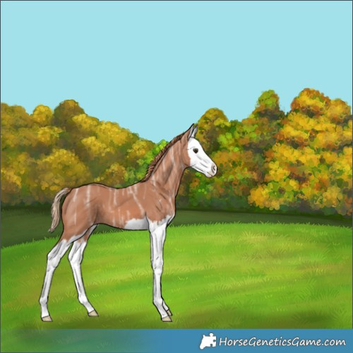 Horse Color:Chestnut Ice Splash 