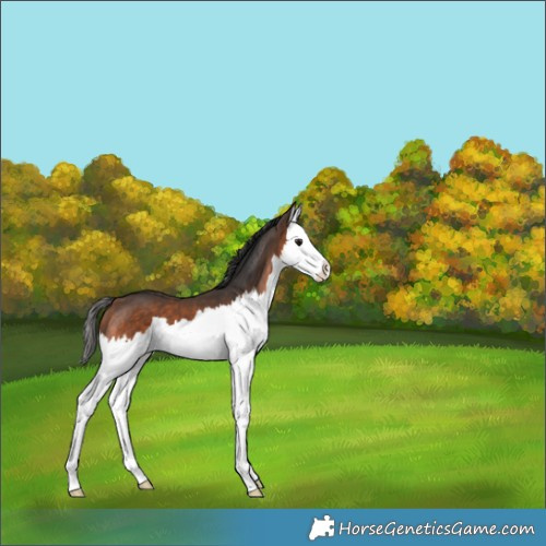 Horse Color:Brown Splash 