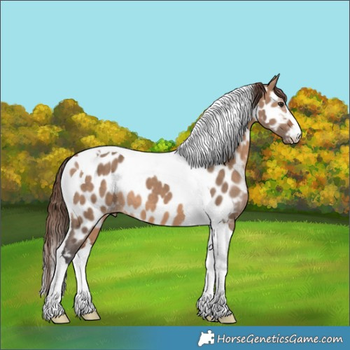 Horse Color:Brown Dun Tobiano Near Leopard 