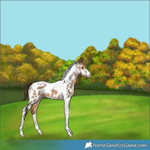 Horse Color:Brown Dun Tobiano Near Leopard 