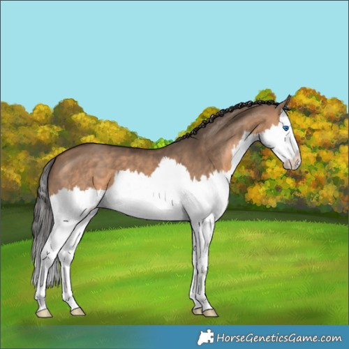 Horse Color:Brown Dun Splash 