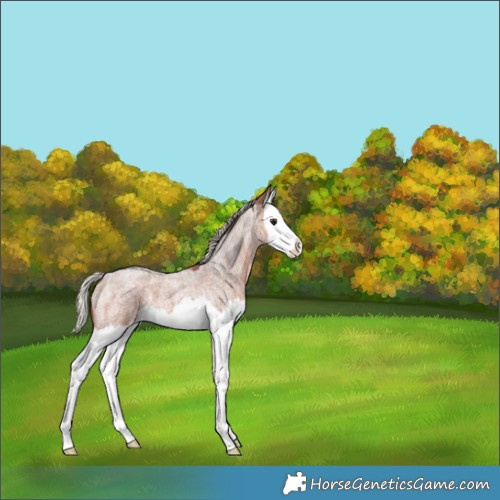Horse Color:Silver Brown Ice Roan Splash 