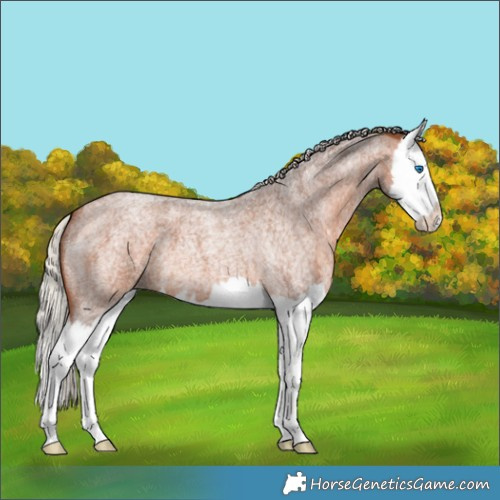 Horse Color:Silver Brown Roan Splash 