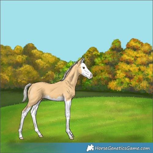 Horse Color:Palomino Splash 