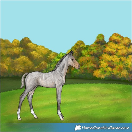 Horse Color:Silver Smoky Blue Ice Roan 