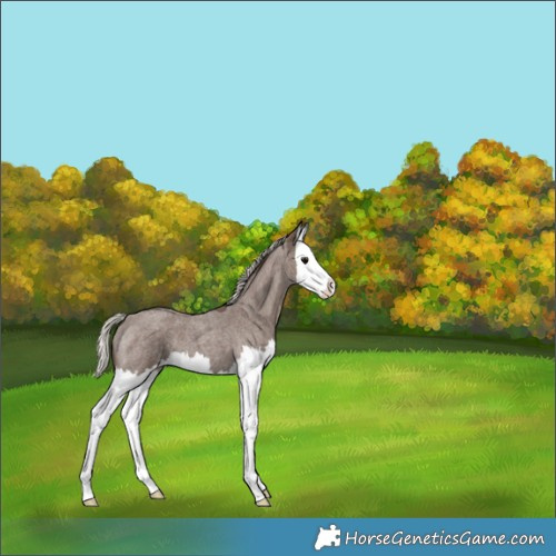 Horse Color:Silver Blue Roan Splash Appaloosa 