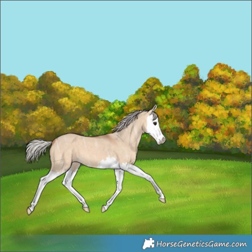 Horse Color:Silver Bay Ice Dun Splash 