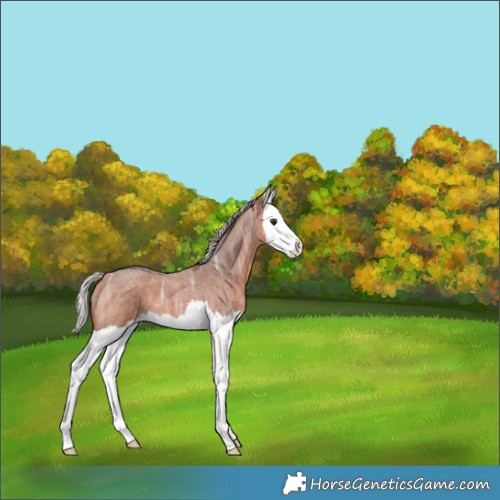 Horse Color:Silver Brown Ice Roan Splash 