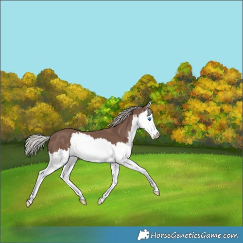 Horse Color:Silver Black Splash 
