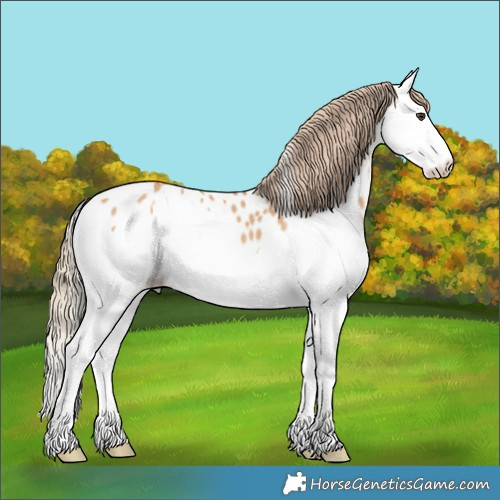 Horse Color:Red Dun Splash Appaloosa 