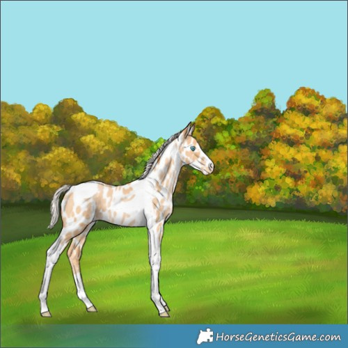 Horse Color:Silver Buckskin Pearl Tobiano Near Leopard 