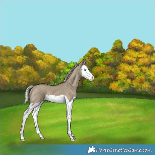 Horse Color:Silver Smoky Grullo Splash 