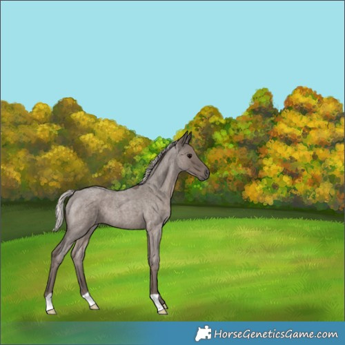 Horse Color:Silver Blue Roan 