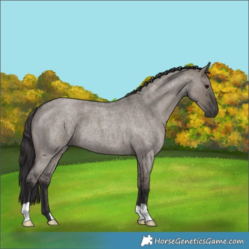 Horse Color:Smoky Grullo Roan 