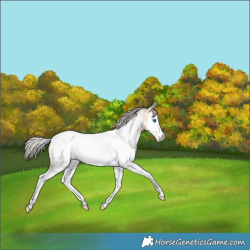 Horse Color:Silver Bay Roan Dun Splash Appaloosa 